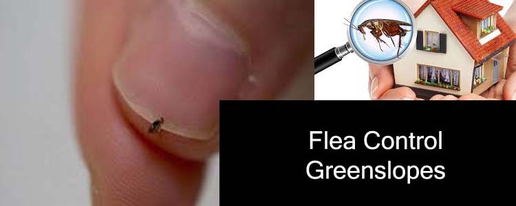 Flea Control Greenslopes