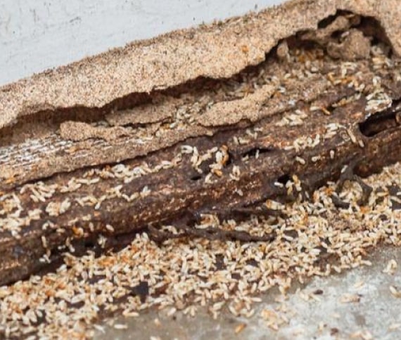 termite treatment greenslopes